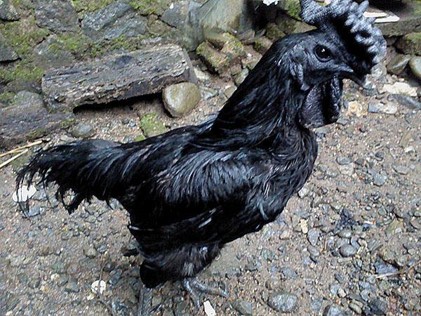 coq ayam cemani