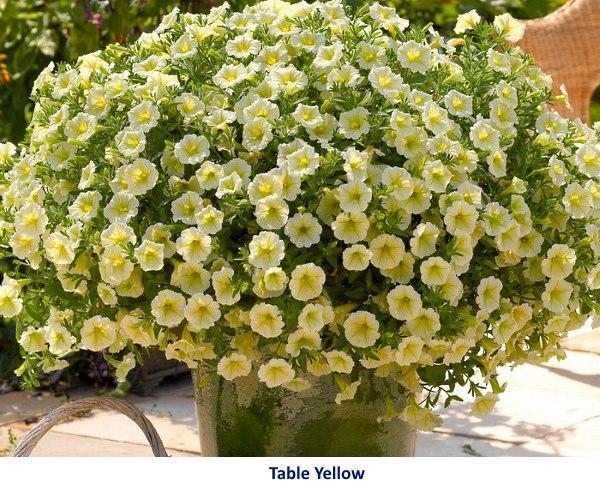 Variété de pétunia Table Jaune