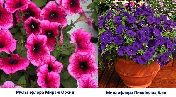 Pétunia multiflore