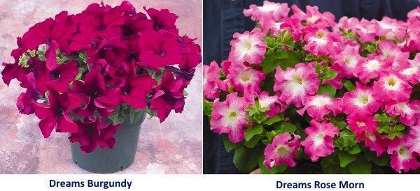 variedades de petunias