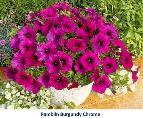 pétunia ramblin bordeaux