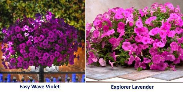 Petunia Easy Wave Violet y Explorer Lavender