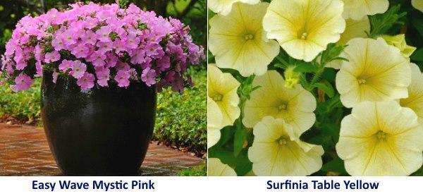 Variété de pétunia Easy Wave Mystic Pink et Surfinia Table Jaune