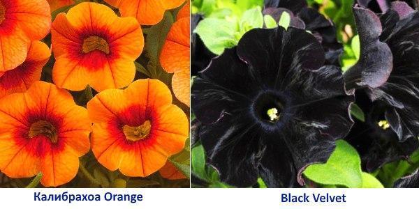 pétunias Kalibrachoa Orange et Velours Noir