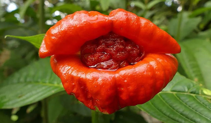 Dulce beso