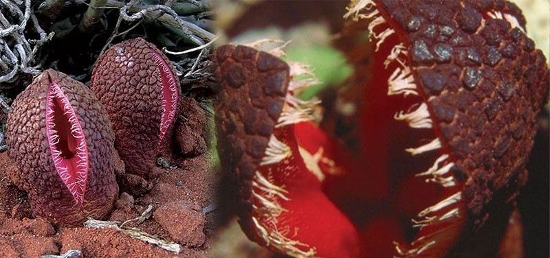 Hydnora Africain