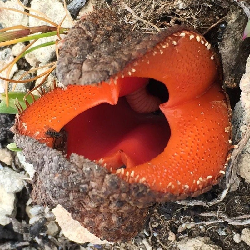 la fleur d'hydnora s'épanouit