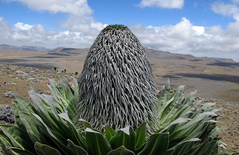 flores inusuales de grandes tamaños