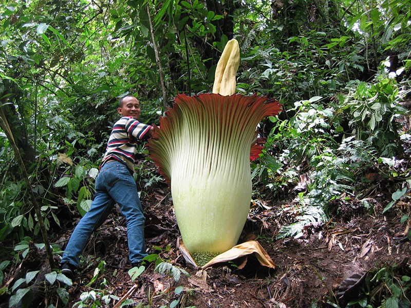 amorphophallus titanic