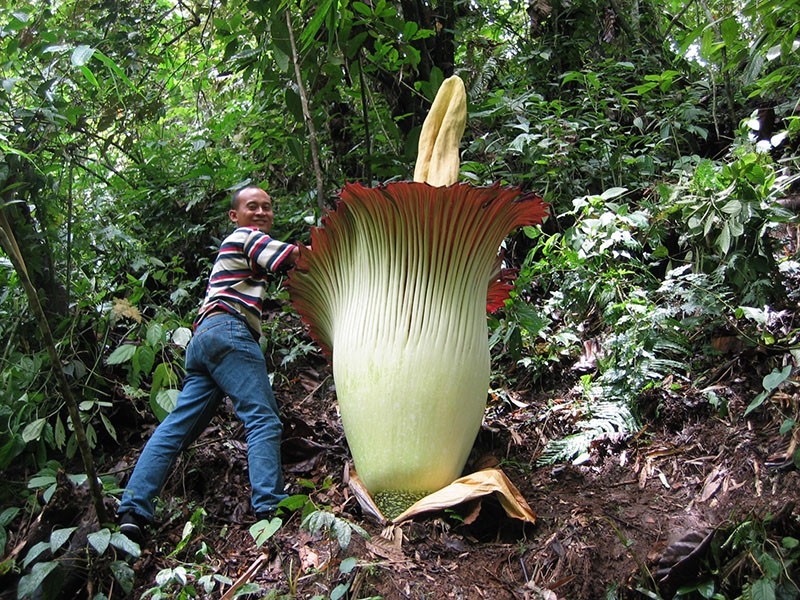 amorphophallus titanesque