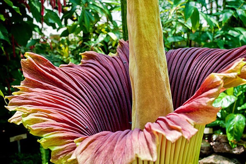 inflorescence d'amorphophallus