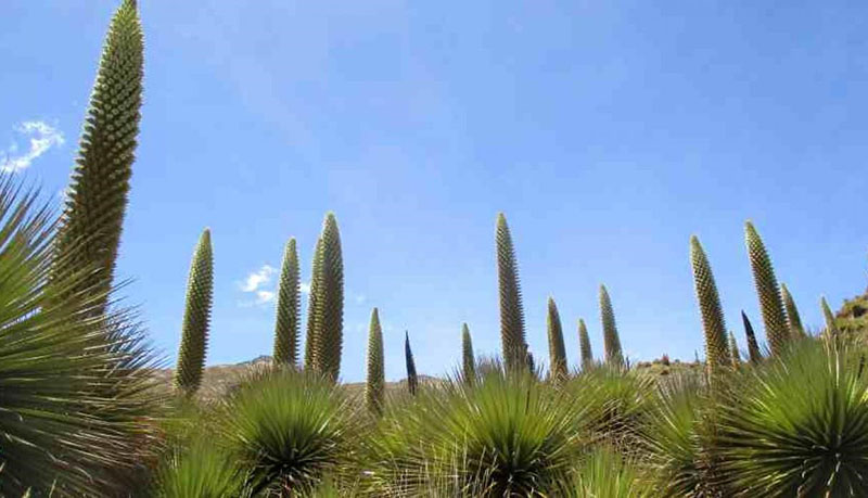 Puya Raimondi