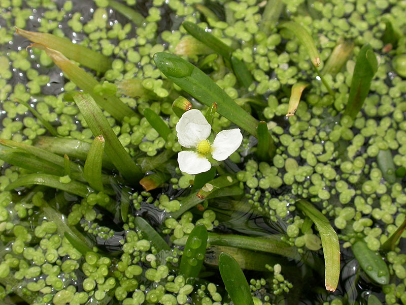 miniatura wolfia esférica