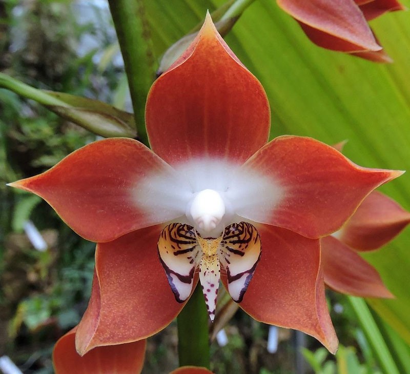 famille d'orchidées