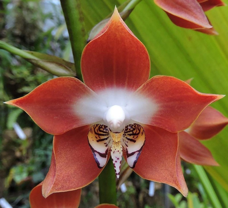 familia de orquídeas