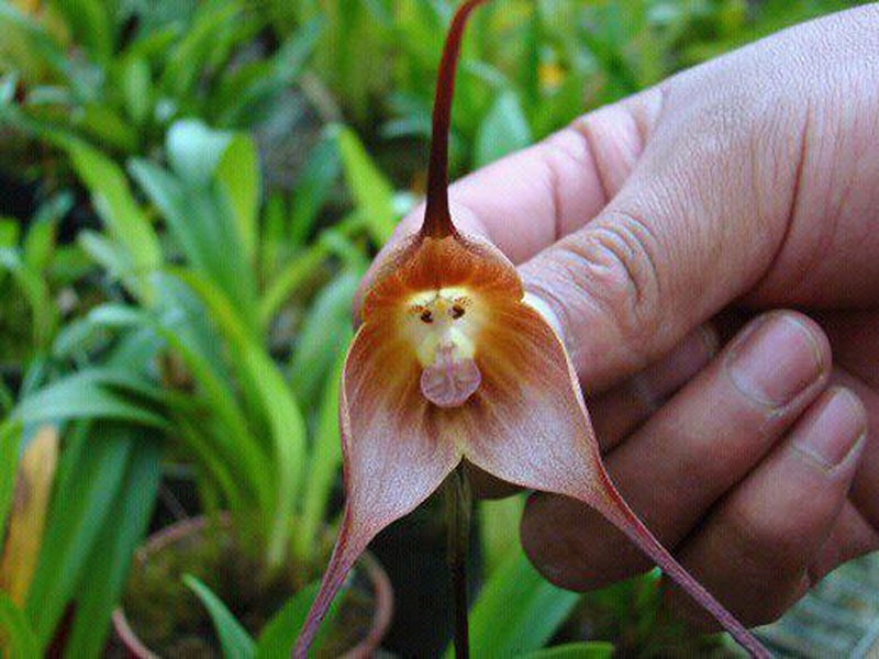 orquídea drácula