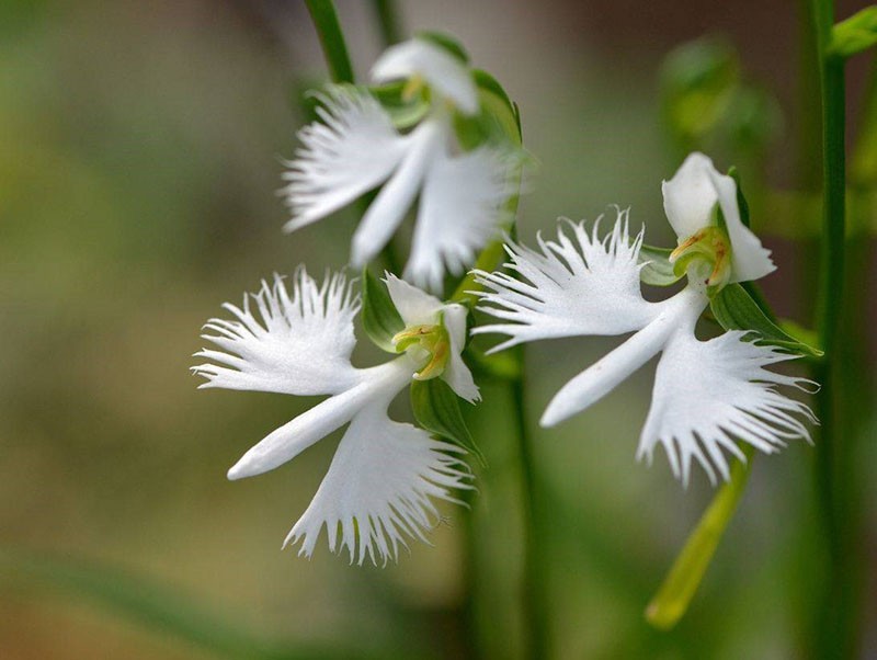 orquídea habenaria radiata