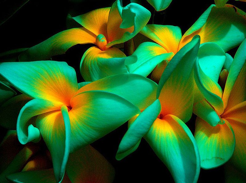 flores inusuales de forma asombrosa