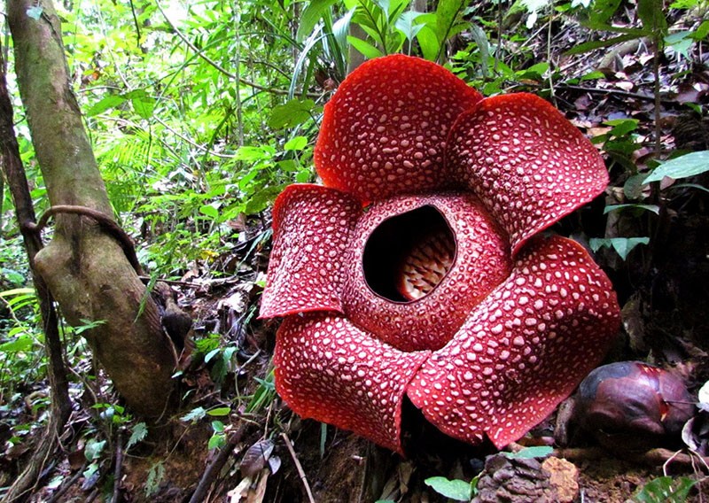 rafflesia arnold