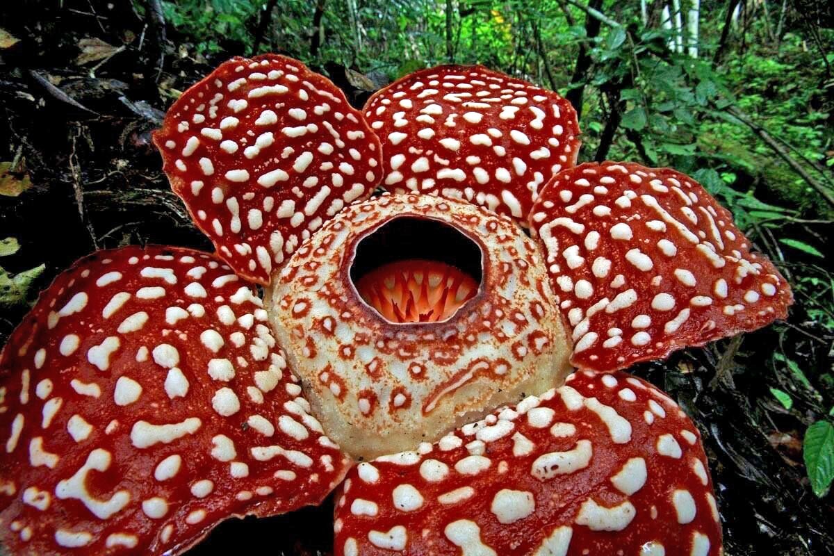 flor gigante