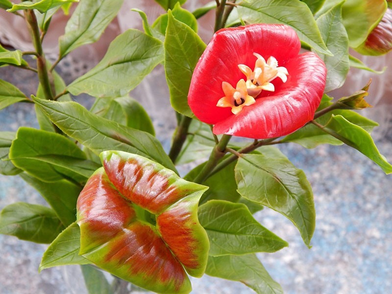 flores inusuales de psicotria