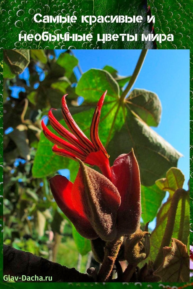 fleurs inhabituelles