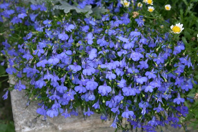 lobelia