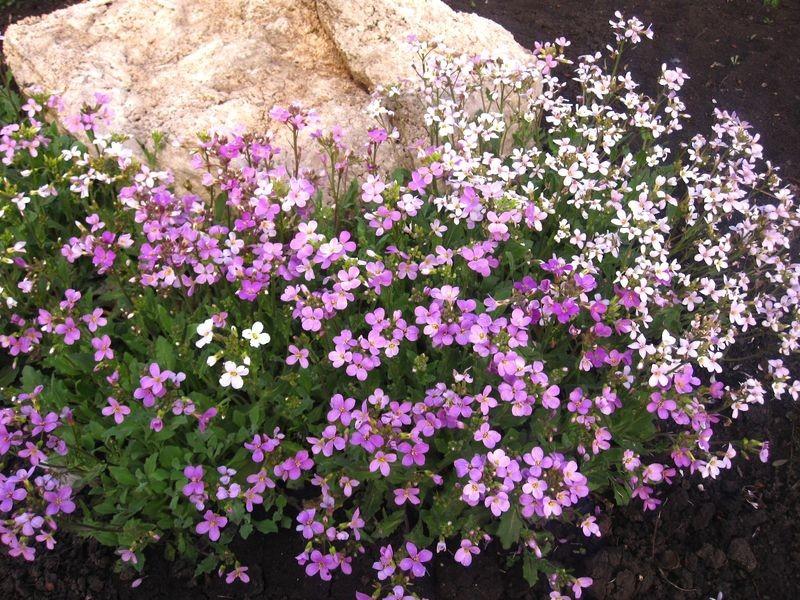 arabis