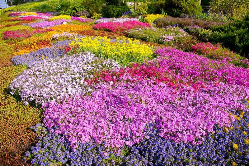 plantas de cobertura del suelo que florecen todo el verano