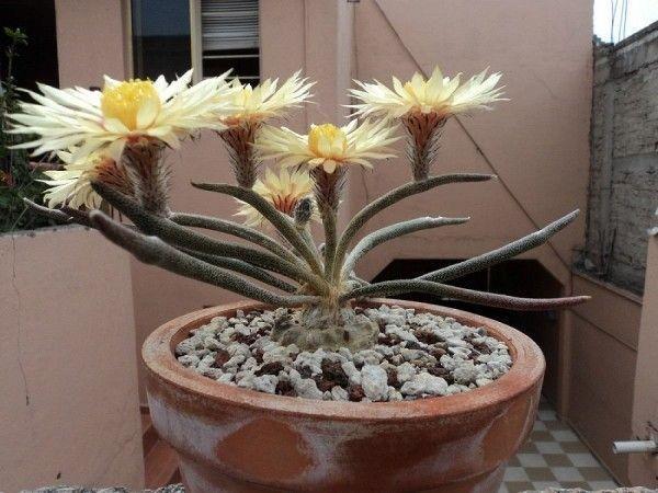 hermoso cactus