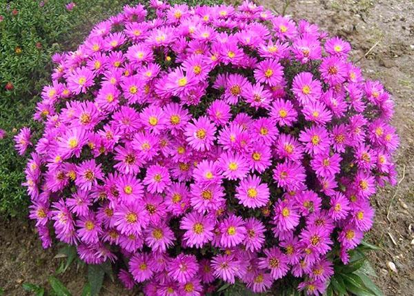 asters de pulvérisation