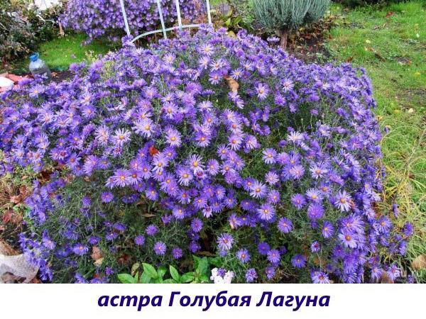 laguna azul aster