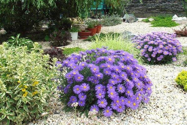 asters alpins vivaces