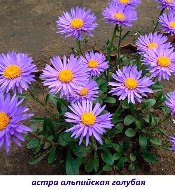 aster azul alpino