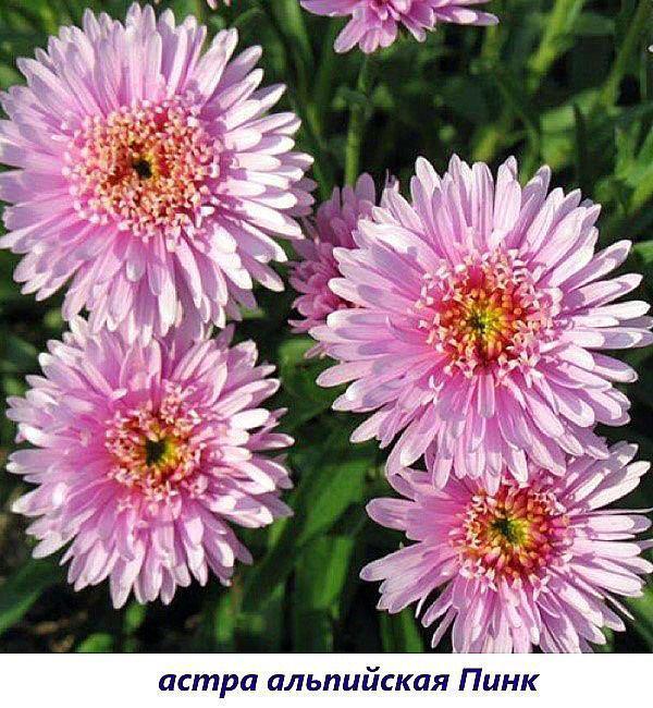 aster rosa alpino