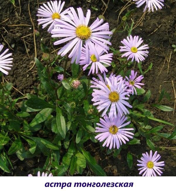 Aster de Tongolie