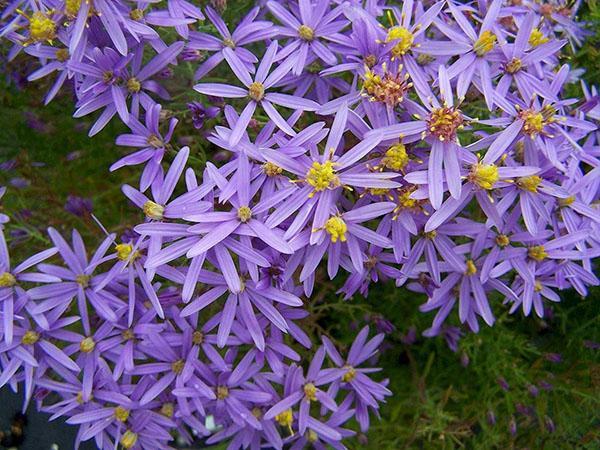 Asters de la Nouvelle-Angleterre