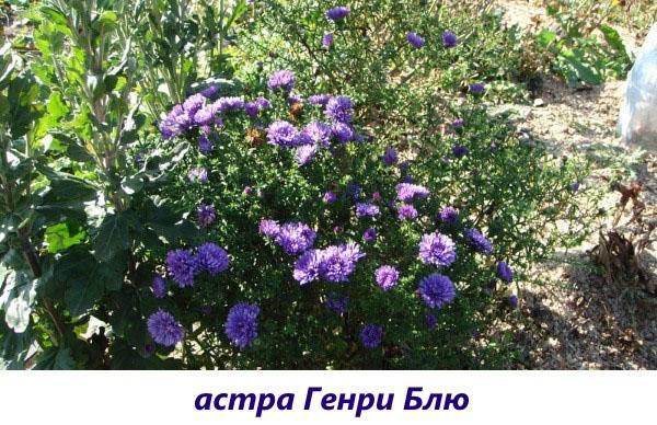 aster bleu henry