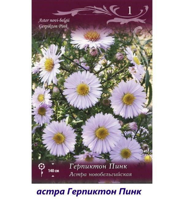 aster herpicton rosa