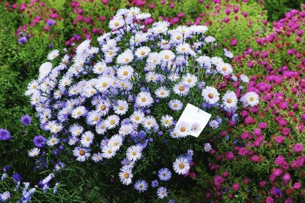 variétés d'aster vivaces