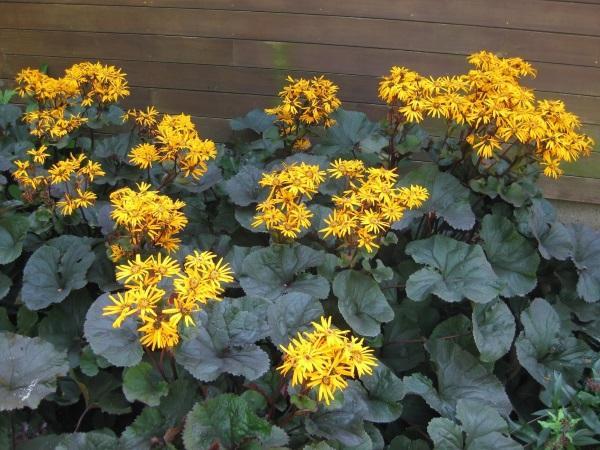 desdemona busulnik en fleurs