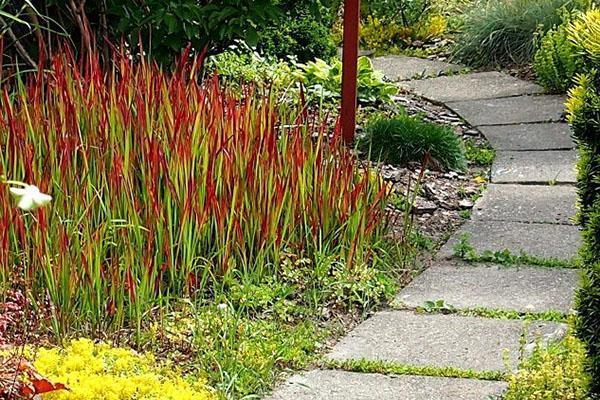 impera cerca del camino del jardín