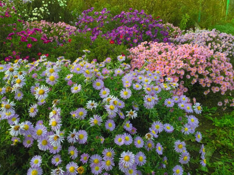 asters vivaces