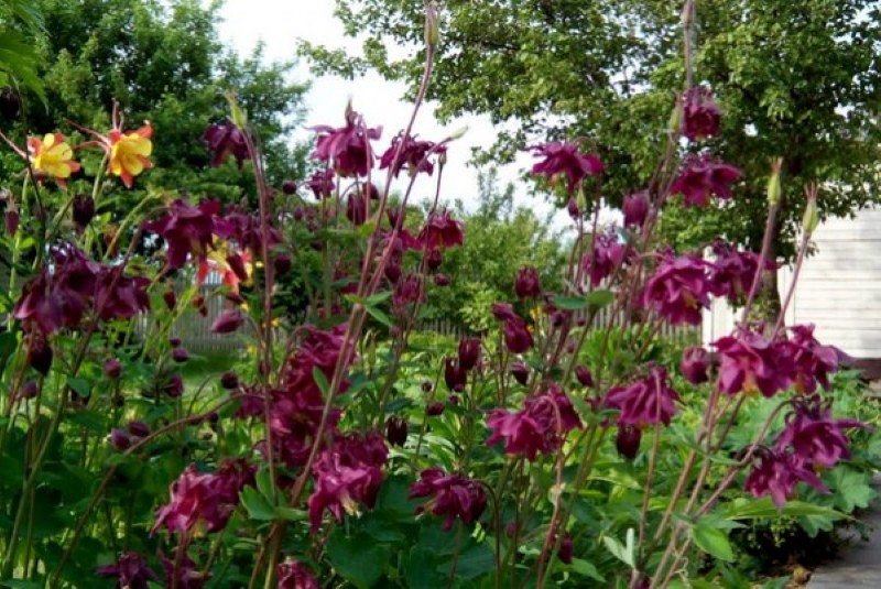 fleurs résistantes au gel pour le nord