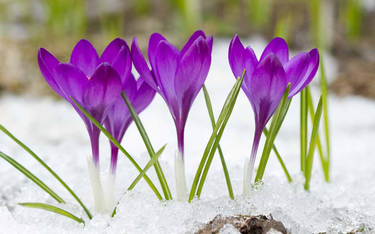 crocus