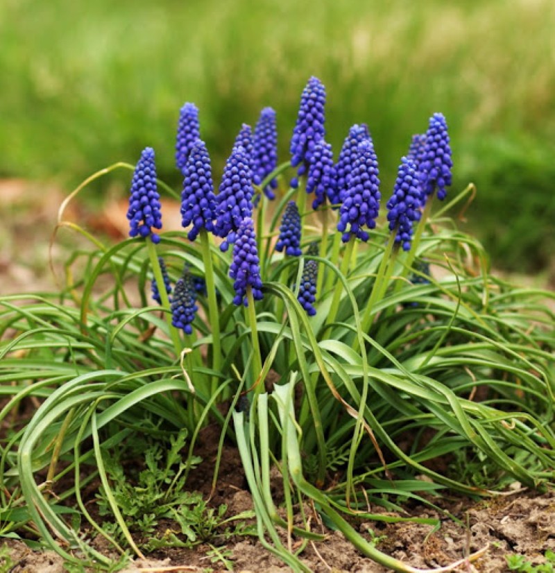 muscari