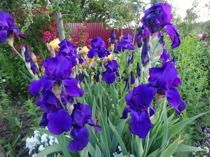 iris barbudo