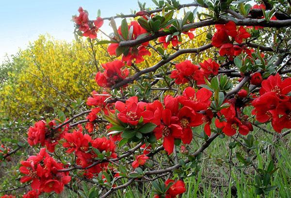 rosal japonés