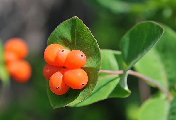 fruta de madreselva