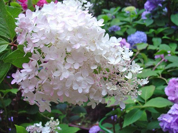 hortensia de panícula